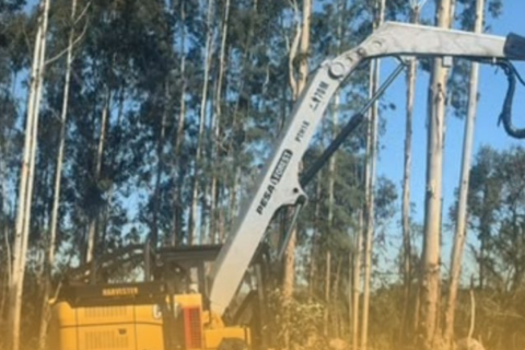 Trabalhador de 23 anos morre após ser atingido por tronco durante corte de árvores em SC
