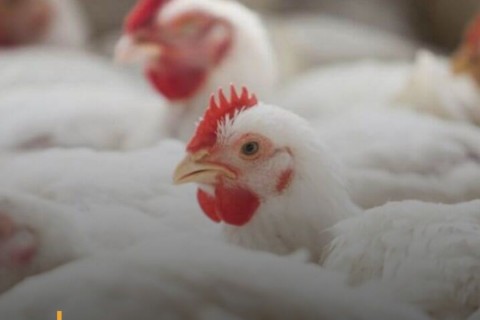 México suspende importação de frango e ovos do Brasil após confirmação de doença de Newcastle em granja de SC
