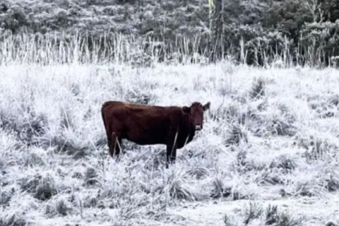 Nova sequência de dias frios derruba temperaturas e deixa SC “congelada” com mínimas de 0°C