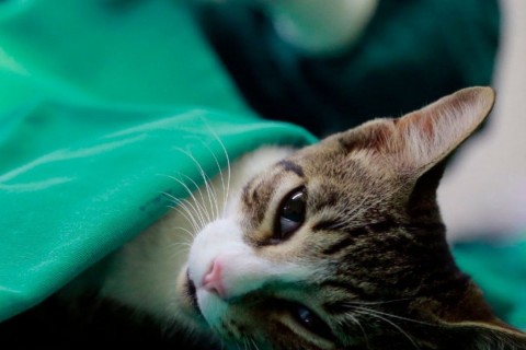 Mutirão de castração deve atender 200 animais em bairros de Rio do Sul