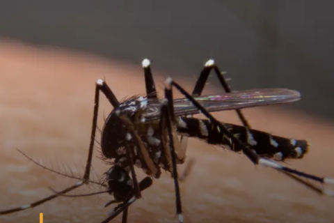 Mudanças climáticas já causam aumento de doenças infecciosas no país