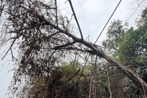 Prefeitura amplia poda e corte preventivo de árvores em diferentes regiões de Rio do Sul