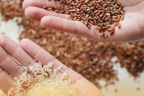 El Niño acende alerta para queda de até 9% em produção da safra do arroz catarinense após excesso de chuvas