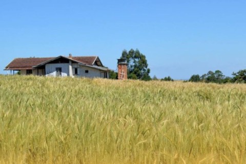 Mais de R$ 5 bilhões em produção agrícola colocam o Oeste de SC entre as forças do agro em 2025